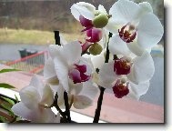 Phalaenopsis