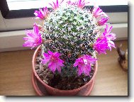 Mammillaria