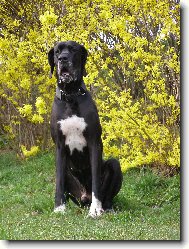 Deutsche Dogge