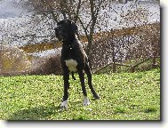 Deutsche Dogge