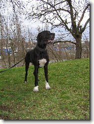 Deutsche Dogge