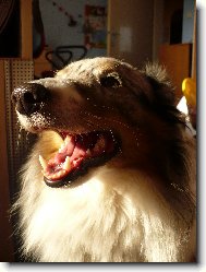 Shetland sheepdog \(Dog standard\)