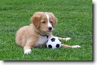 Nova Scotia Duck Tolling Retriever