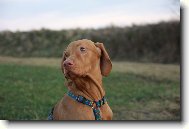 Rövidszörü Magyar Vizsla, Hungarian Short-haired Pointing Dog
