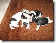 Fox Terrier Wire