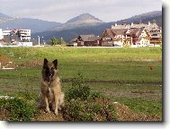 Belgian shepherd tervueren \(Dog standard\)