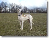 Deutsche Dogge
