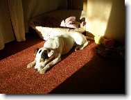 Parson Russel Terrier