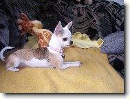Chihuahua
