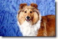 Shetland sheepdog \(Dog standard\)
