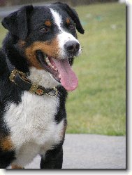Appenzeller Sennenhund