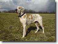 Deutsche Dogge