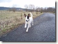 Parson Russel Terrier