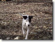 Parson Russel Terrier