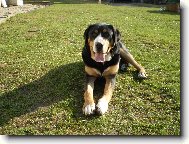 Great swiss mountain dog \(Dog standard\)