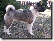 American akita