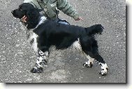 English Springer Spaniel