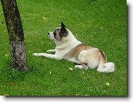 American akita