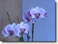 Orchidaceae