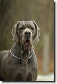 Deutsche Dogge