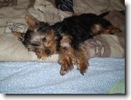 Jorkšírský terier, Yorkshire Terrier,