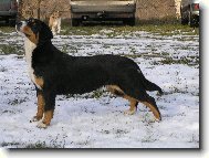 Entlebucher Sennenhund