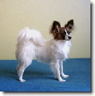 Papillon