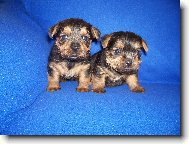 Norfolk terrier \(Dog standard\)