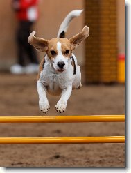 Beagle