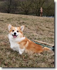 Pembrok Welsh Corgi