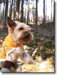 Jorkšírský terier, Yorkshire Terrier,