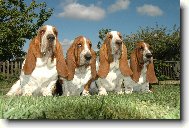 Basset hound \(Dog standard\)