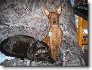 Miniature pinscher \(Dog standard\)