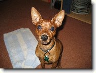 Miniature pinscher \(Dog standard\)