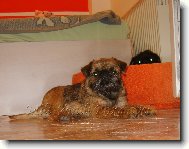 Griffon Bruxellois, Brussels Griffon