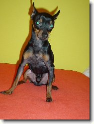 PRAGUE RATTER