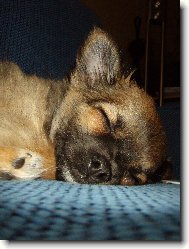 Chihuahua
