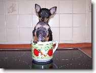 PRAGUE RATTER
