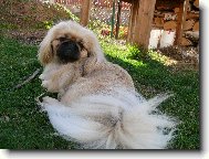 Pekingese, Pekinese, Peking Palasthound