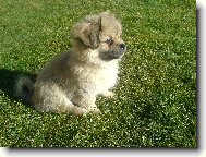 Tibetan Spaniel