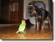PRAGUE RATTER