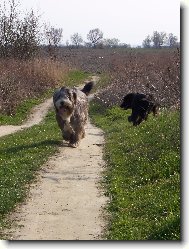 Bearded collie \(Dog standard\)