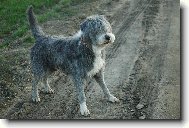 Bearded collie \(Dog standard\)