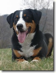 Appenzeller Sennenhund