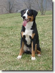 Appenzeller Sennenhund