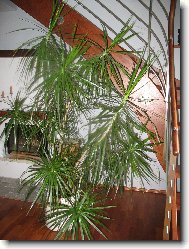 Dracaena