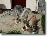 Chechoslovakian wolfdog \\\\\(Dog standard\\\\\)