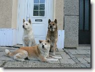 Japanese akita \(Dog standard\)