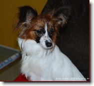 Papillon