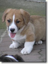 Welsh Corgi Cardigan